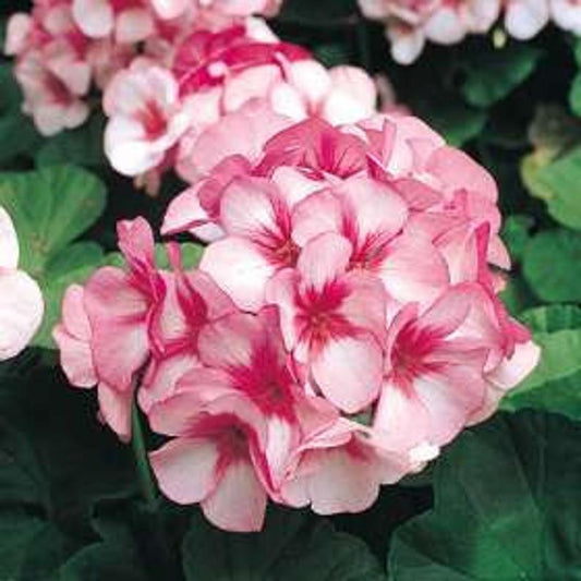 bullseye geranium seeds Geranium Seeds | Spring Seeds