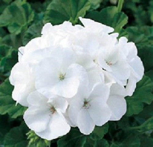 15 Maverick White Geranium Seeds Spring Seeds