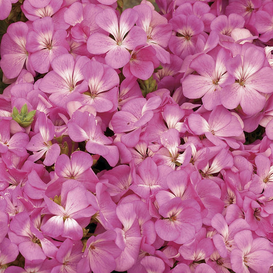 Geranium Seeds coated MultiBloom Pink 15 Seeds