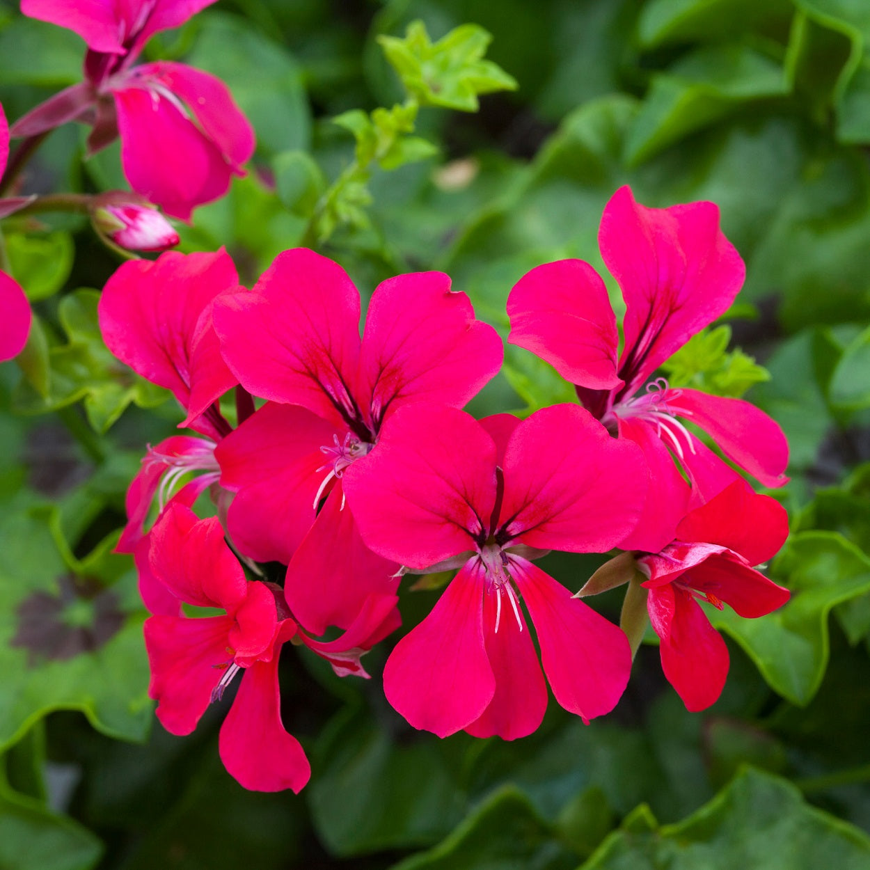 ivy geranium seeds Ivy Geranium Seeds Reach Out Hot Pink 15 Trailing Geranium Seeds
