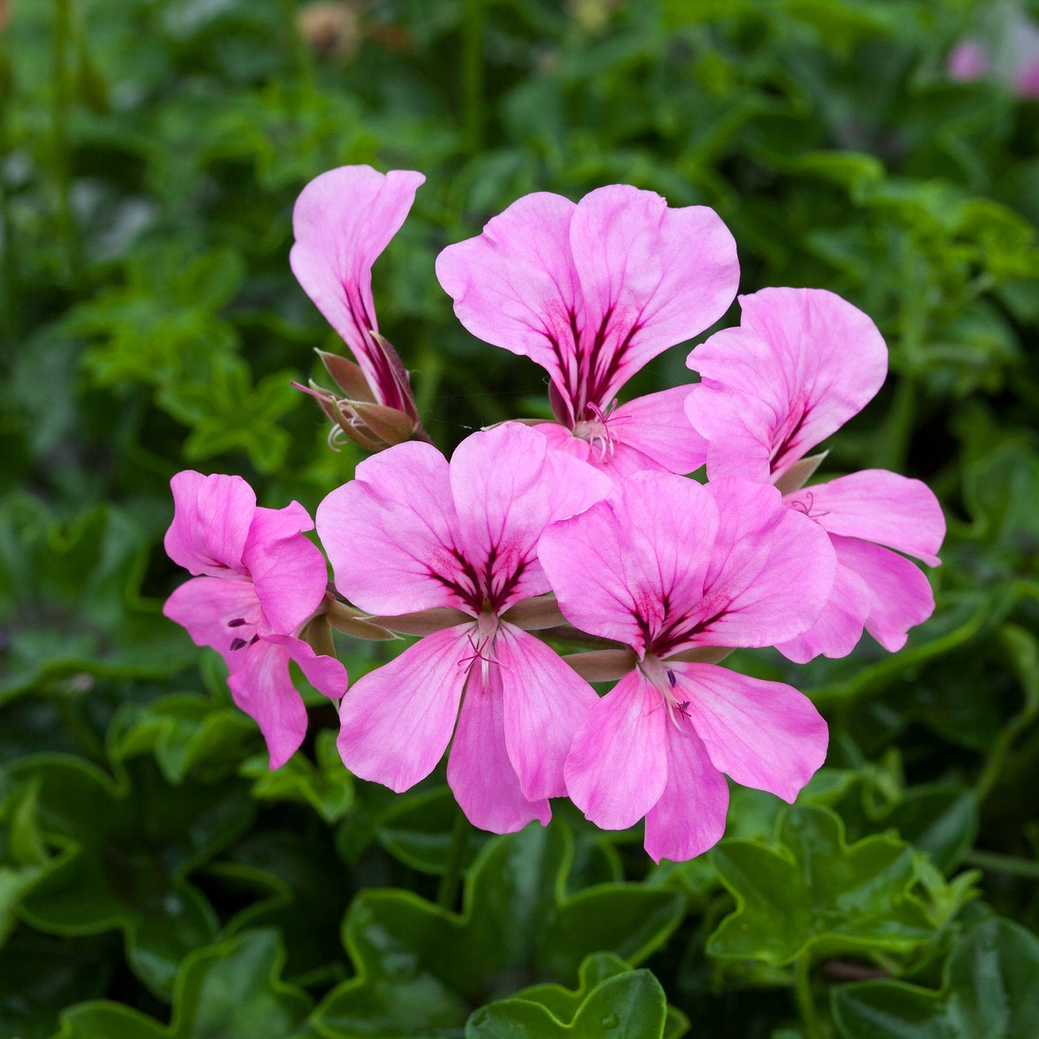 trailing ivy geranium seeds Ivy Geranium Seeds Reach Out Pink 15 Trailing Geranium Seeds