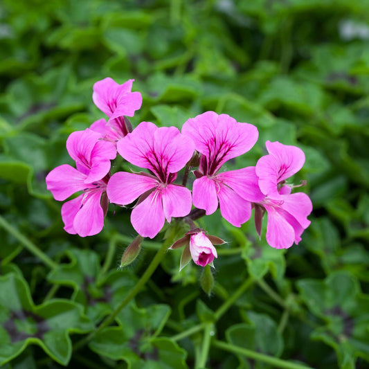 hanging ivy geranium plants Geranium Reach Out Light Purple | Ivy Geranium Seeds