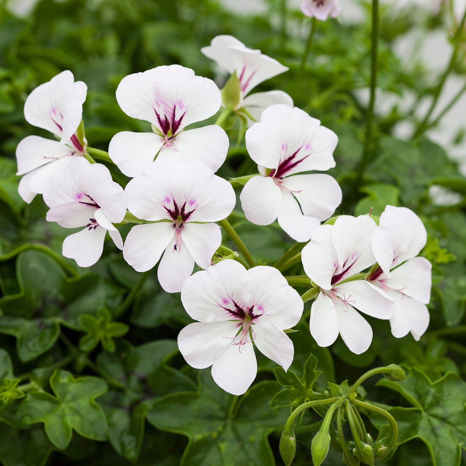 geranium ivy seeds Reach Out White Ivy Geranium Seeds 15 thru 50 Geranium Seeds