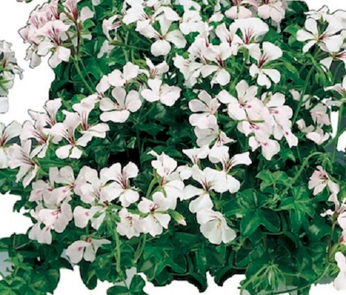 geranium seeds free shipping 15 Ivy Geranium Seeds Tornado White Trailing Geranium
