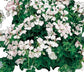 15 Ivy Geranium Seeds Tornado White Trailing Geranium