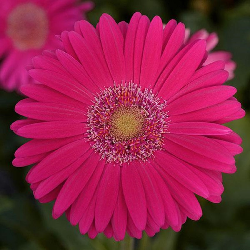 15 Gerbera Seeds Revolution™ Bright Rose Light Eye Gerbera Seeds