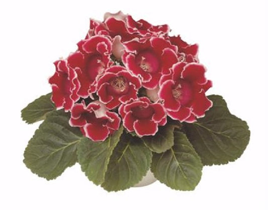 Gloxinia Seeds Gloxinia Avanti Red & White 25 Non Pelleted Seeds