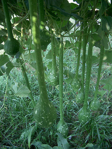 Gourd Dipper Long Handle 50 Gourd Seeds