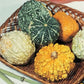 25 Gourds Seeds Small Warted Gourd