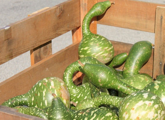 Speckled Swan Gourd Seeds 50 Seeds