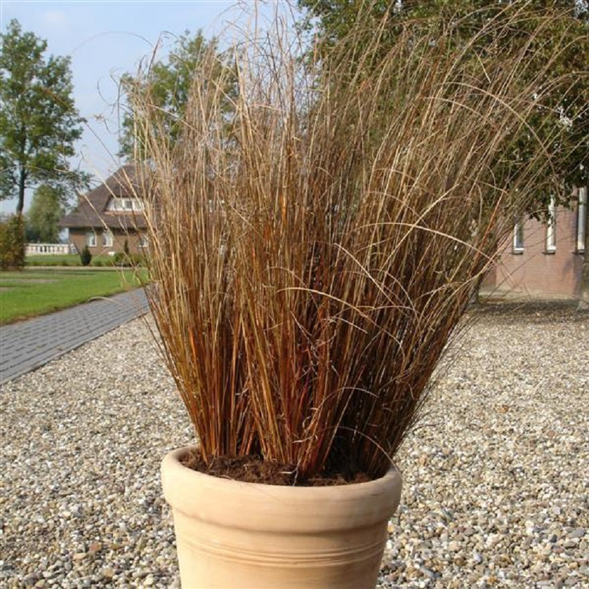 Ornamental Grass Seeds Carex Red Rooster Grass 25 Multi Pelleted Seeds