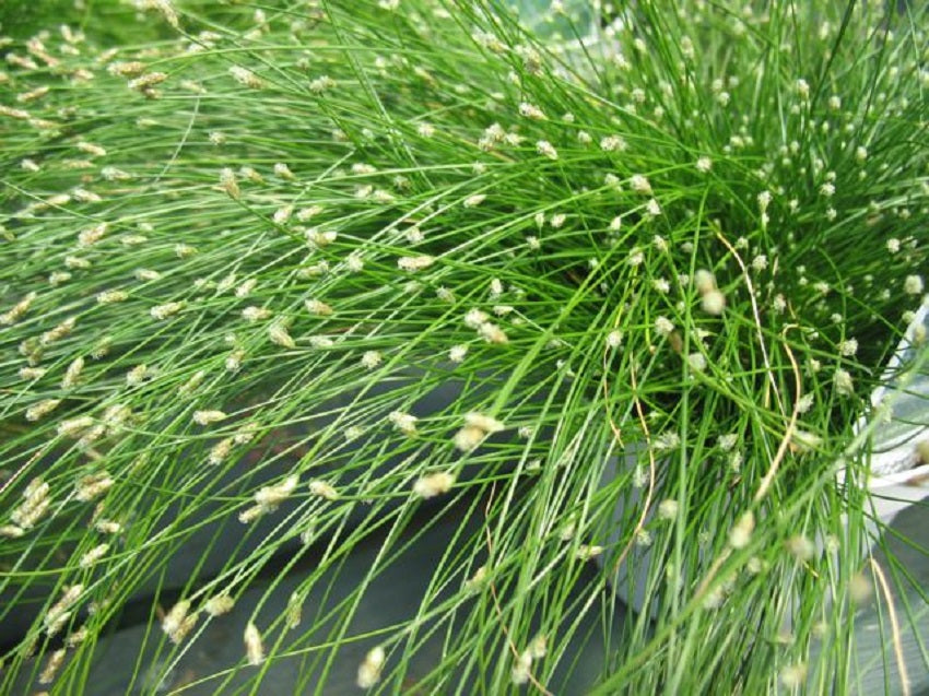 Ornamental Grass Seeds Fiber Optic Grass Seeds 25 Multi Pelleted Seeds