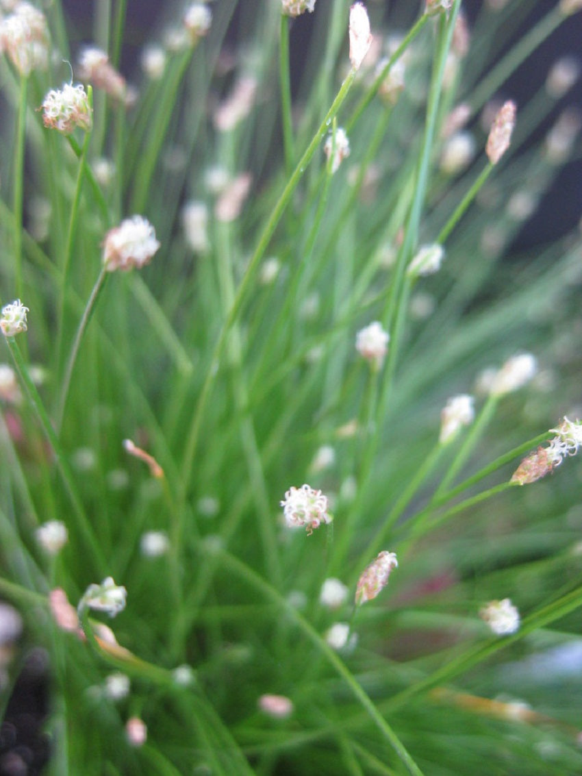 Ornamental Grass Seeds Fiber Optic Grass Seeds 25 Multi Pelleted Seeds