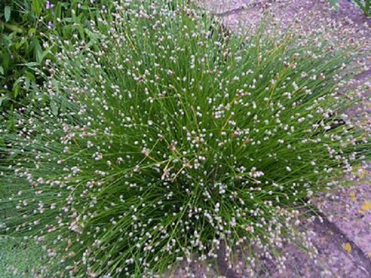 Ornamental Grass Seeds Fiber Optic Grass Seeds 25 Multi Pelleted Seeds