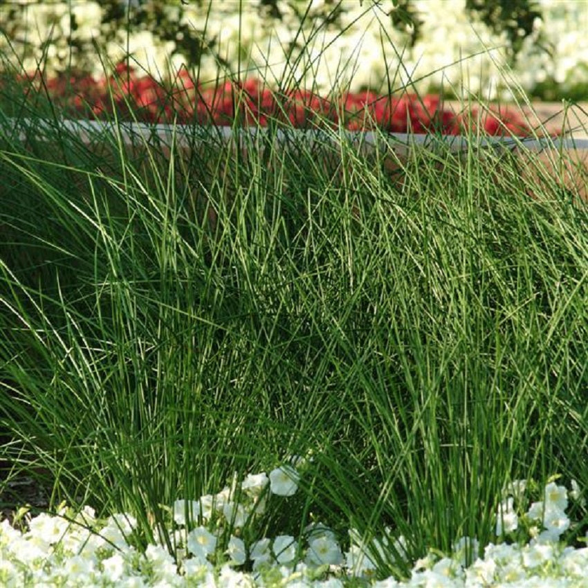 Ornamental Grass Seeds Juncus Javelin Grass Seeds 25 Multi Pelleted Seeds
