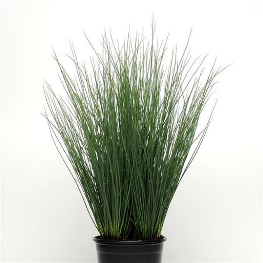 Ornamental Grass Seeds Juncus Blue Arrow 25 Multi Pelleted Seeds