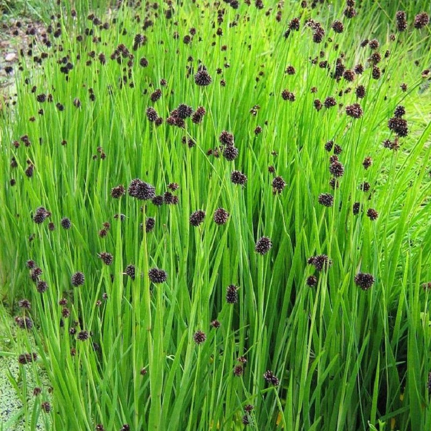 Juncus Starhead Grass Seeds 25 Multi Pelleted Seeds Ornamental Grass