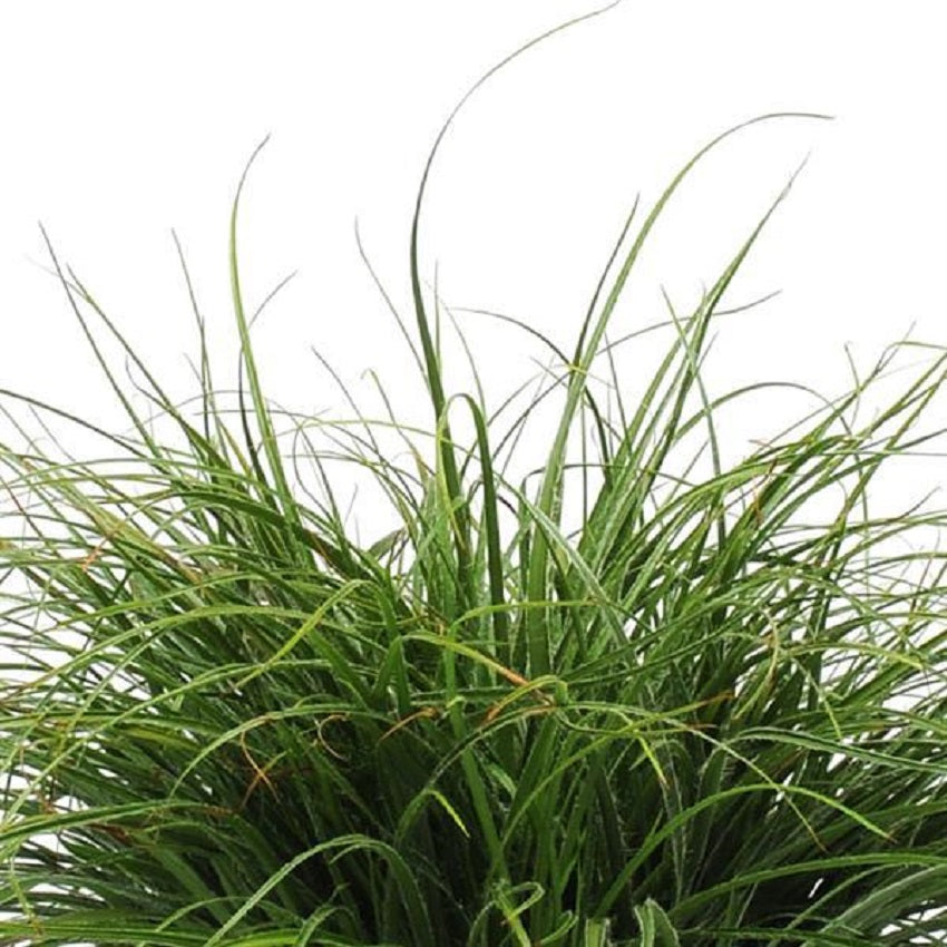 Ornamental Grass Seeds 25 Multi Pelleted Seeds Luzula Color Grass Lucus