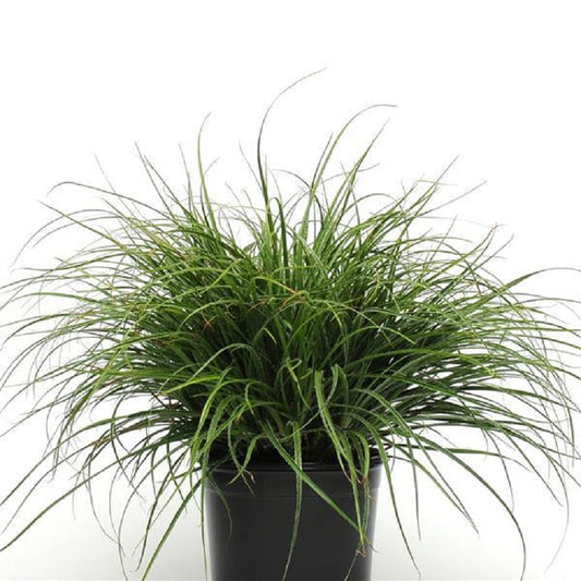 Ornamental Grass Seeds 25 Multi Pelleted Seeds Luzula Color Grass Lucus