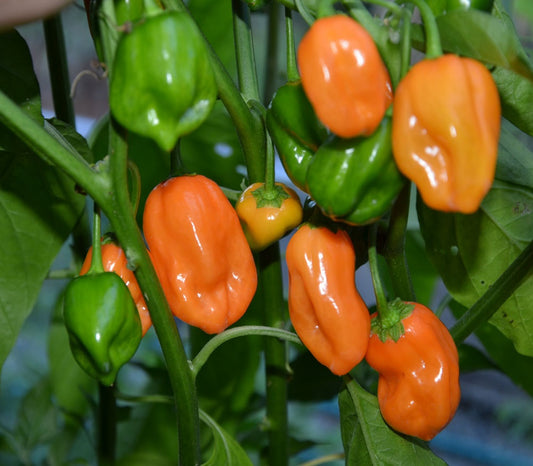 500 Habanero Pepper Seeds Orange Habanero
