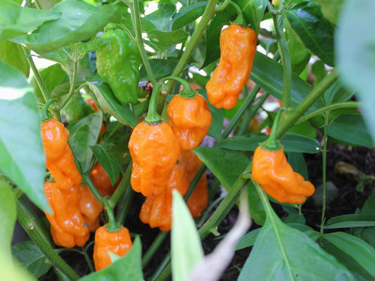 Heirloom Pepper Seeds Orange Habanero Hot Pepper 50 Seeds