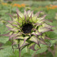 Helianthus Seeds Sunflower Sun Fill Purple 25 Seeds