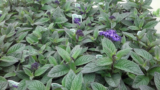 planting heliotrope seeds Heliotrope Seeds | 200 Marino Blue Seeds