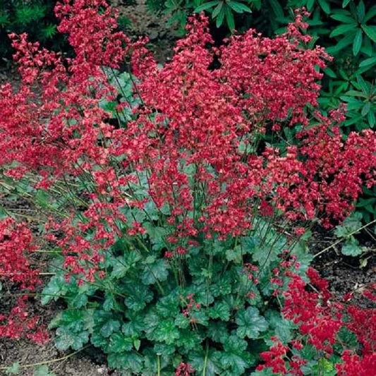 Heuchera Seeds Heuchera Bressingham Hybrids Seeds 50 thru 250 Seeds Coral Bells