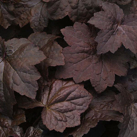 50 Pelleted Heuchera Seeds Heuchera Palace Purple Perennial Seeds