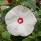 Hardy Hibiscus Seeds Honeymoon White With Eye 50 Seeds