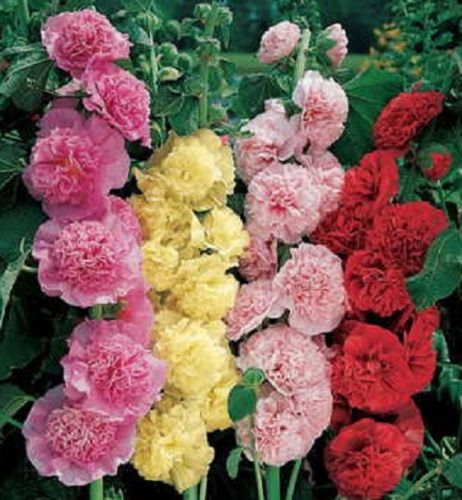 Alcea Seeds Hollyhock Seeds 25 thru 250 Chater Double Mix Seeds