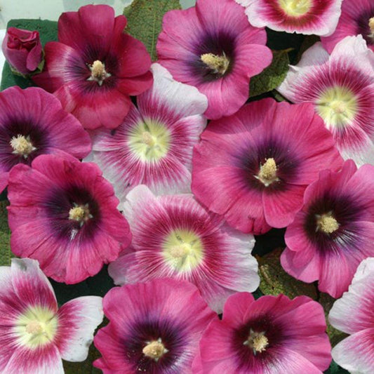 Hollyhock Seeds Halo Perfect Pink 25 Alcea Seeds