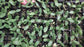 100 Seeds Green Flesh Honey dew Melon Seeds Honeydew