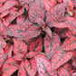 Hypoestes Seeds Hypoestes Confetti Red 50 Seeds shade plant