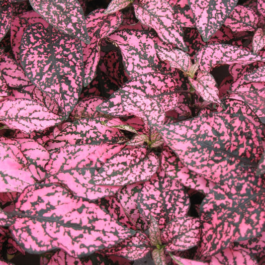 Hypoestes Seeds Hypoestes Confetti Rose 50 Seeds Shade Plant