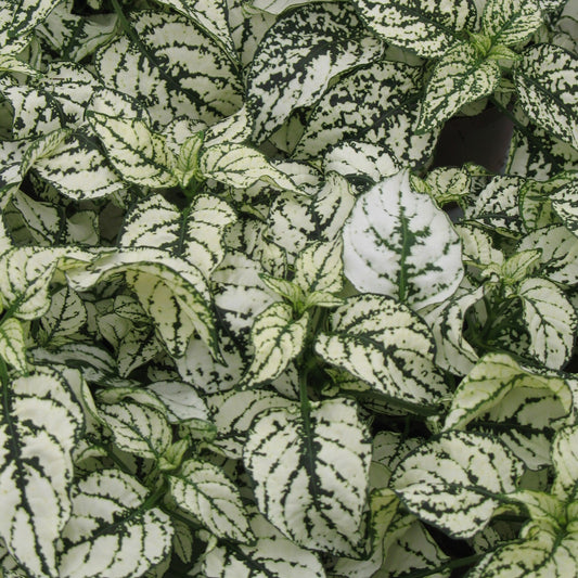 Hypoestes Seeds Hypoestes Confetti White 50 Seeds Shade Plant