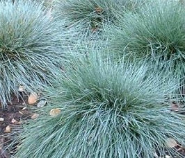 500 Blue Fescue Grass Seeds Perennial Seeds