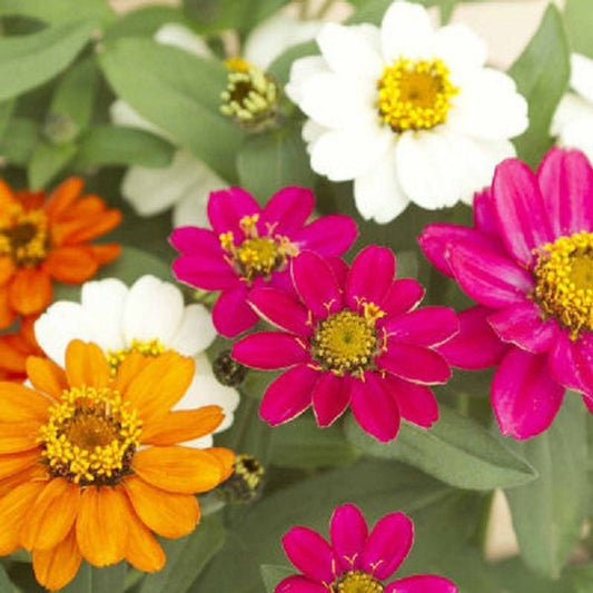 50 Seeds Zinnia Phoenix Mix FLOWER SEEDS