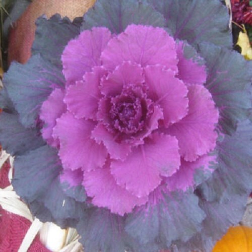 50 Flowering Cabbage Seeds Pigeon Purple Ornamental Kale Seeds