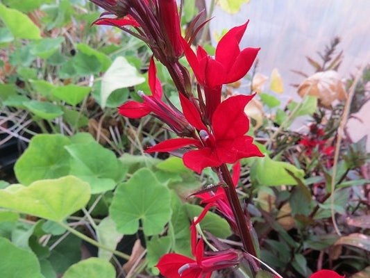 Lobelia Seeds Queen Victoria Cardinal Lobelia 50 Pelleted Seeds (Perennial)