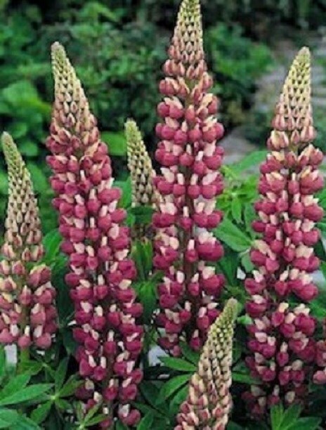 50 Seeds Lupine Russell The Chatelaine Seeds