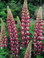 50 Seeds Lupine Russell The Chatelaine Seeds