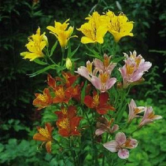 Lily Seeds Peruvian Lily Mix (Alstroemeria) 25 Seeds FLOWER SEEDS