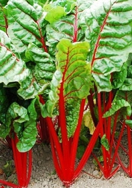 500 Rhubarb Seeds Swiss Chard Seeds