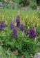 25 Lupine Seeds Popsicle Blue Buy Flower Seeds Perennial