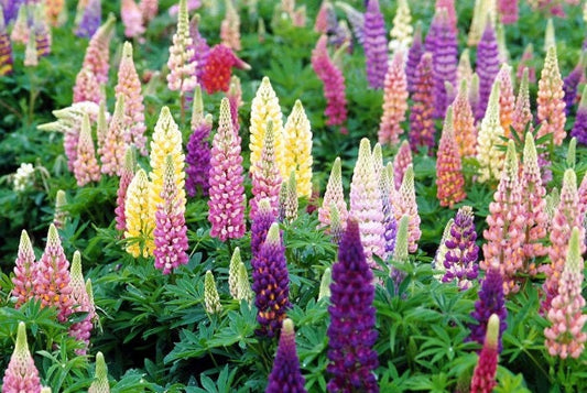 50 Lupine Seeds Popsicle Mix Buy Flower Seeds Lupinus Perennial