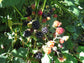 200 Blackberry Seeds Wild Blackberry Seeds Berry Seeds