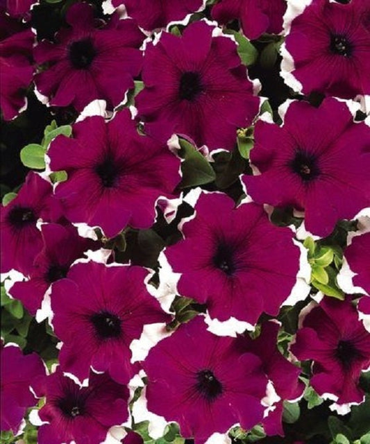 Bulk Petunia Seeds 1,000 Pelleted Seeds Petunia Seeds Candypops Burgundy Picotee