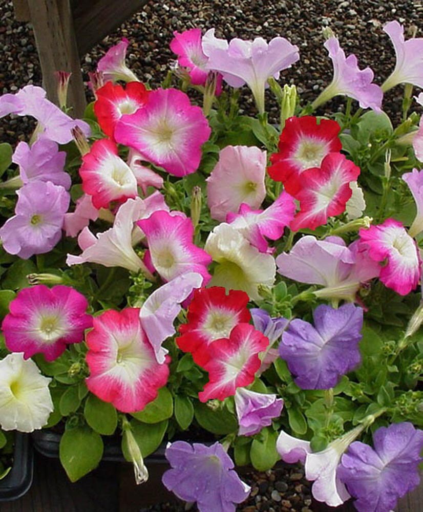 Bulk Petunia Seeds 1,000 Pelleted Seeds Petunia Seeds Candypops Concord Spring Mix