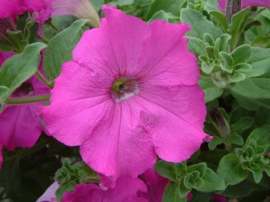 Bulk Petunia Seeds 1,000 Pelleted Seeds Petunia Seeds Candypops Purple
